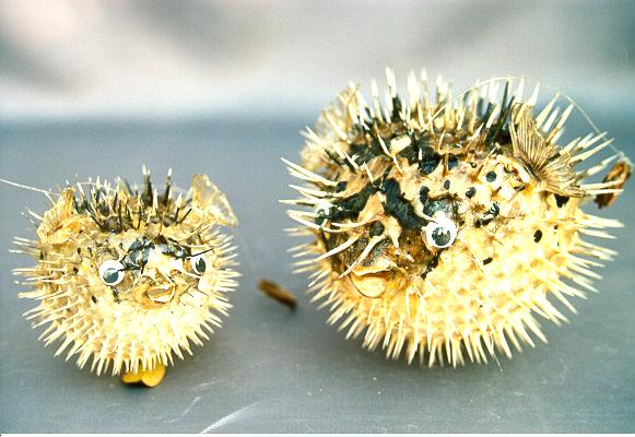 PESCE ISTRICE 9-10" CM 23-25 