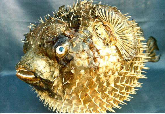 PESCE ISTRICE 11-12" CM 28-30 