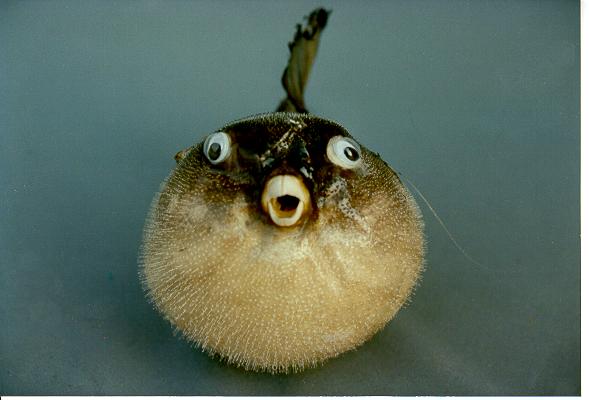 PESCE PALLA 5-6" CM 13-15 