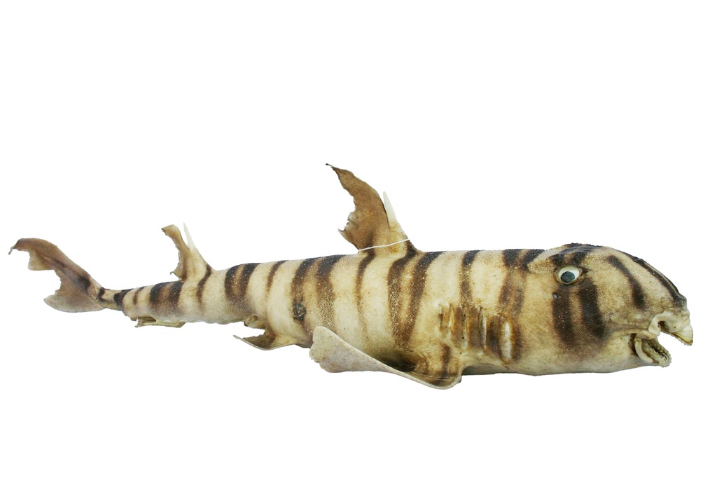 BULL HEAD SHARK 26-28" 