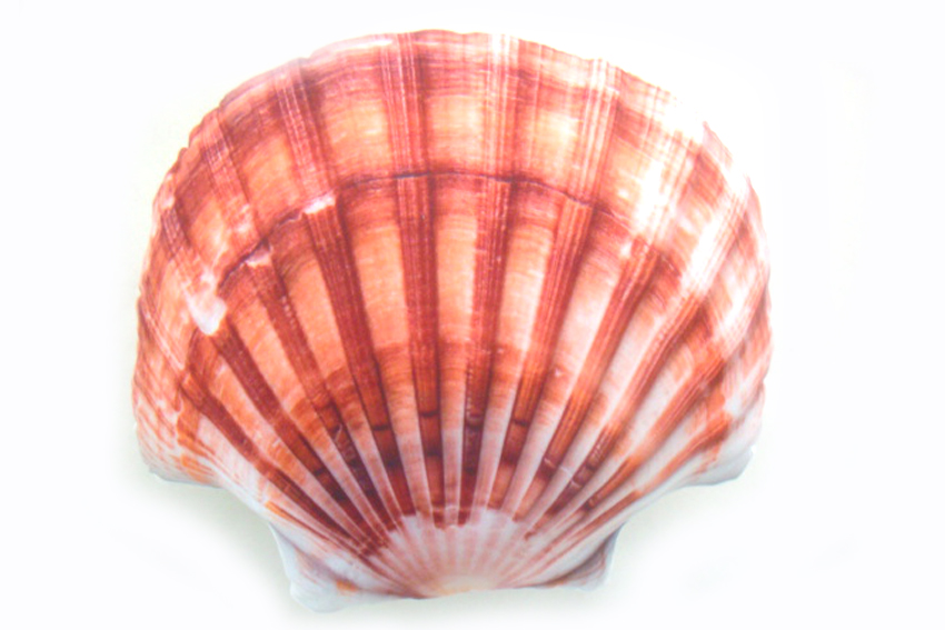 CUSCINO FORMA CONCHIGLIA 40*40 CM 