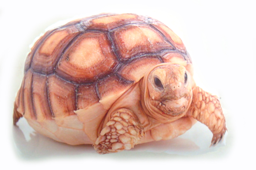 CUSCINO FORMA TARTARUGA 40*40 CM 