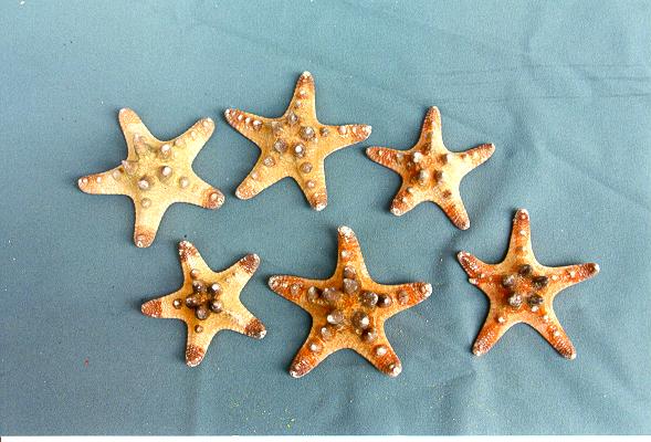 STELLA LONGISPINUS MINI 3-4"  DIAM CM 7.5-10