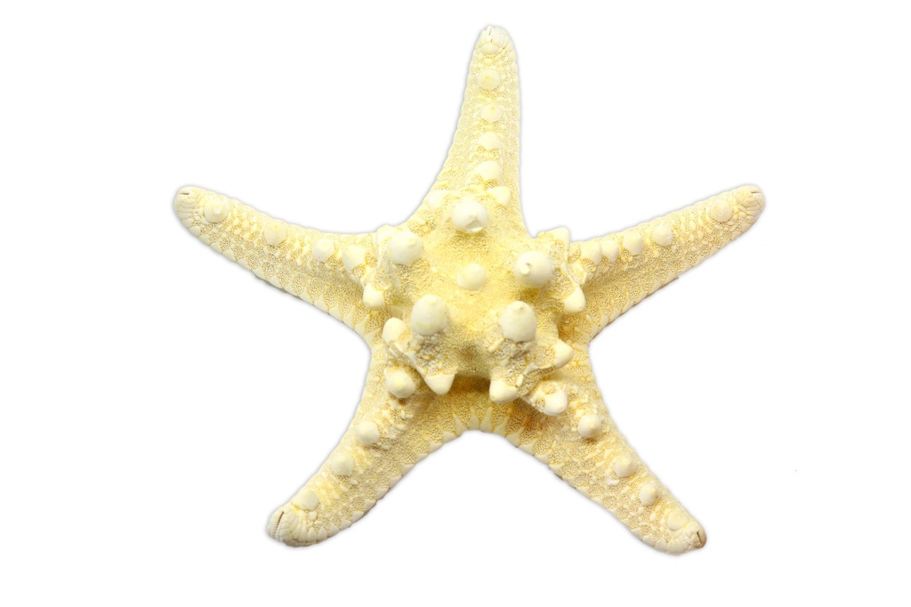 STELLA LONGISPINUS MEDIA 7-8" BIANCA CM 17-20