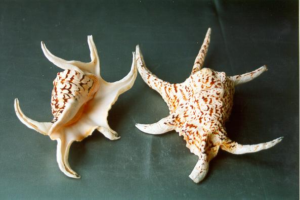 LAMBIS CHIRAGRA FEMMINA MEDIA CM 17-18