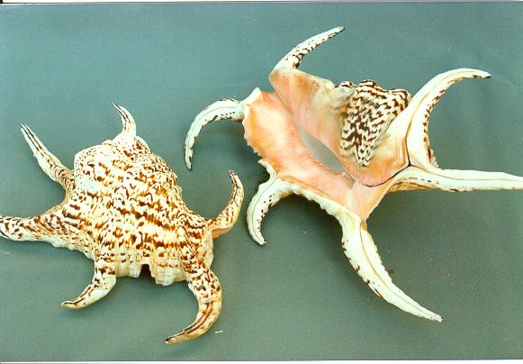 LAMBIS CHIRAGRA GRANDE 8-9" CM 20-22