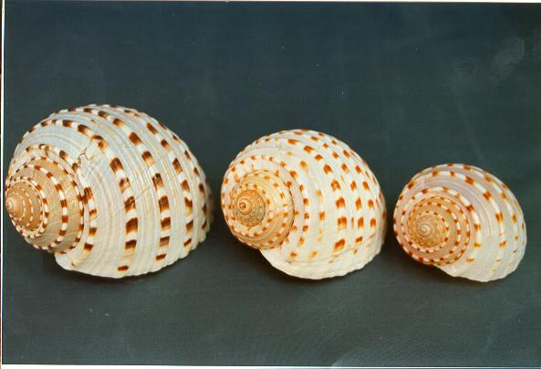 TONNA TESSELLATA MEDIA 3"-4" CM.9-10 