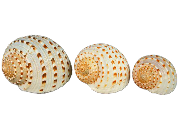 TONNA TESSELLATA MICRO 2" BELOW CM.4 