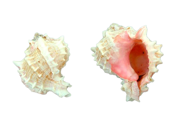 MUREX BICOLOR GRANDE 3.5 UP CM 8-10 