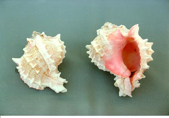 MUREX BICOLOR GRANDE 3.5 UP CM 8-10 