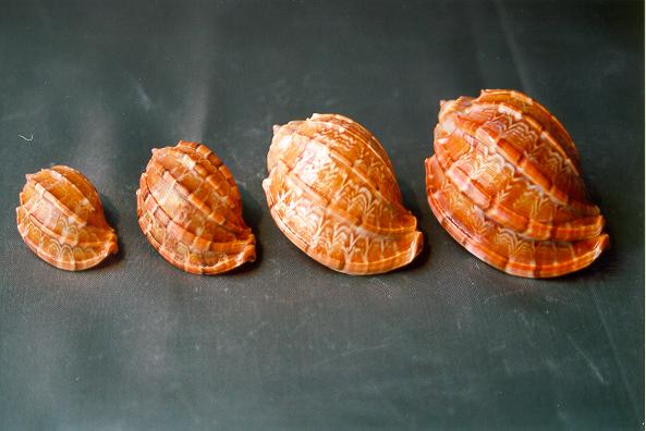 HARPA DAVIDUS INDIA GRANDE 