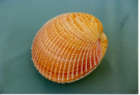 CARDIUM PSEUDOLINA MEDIO ACCOPPIATO 3-4" CM 9-10 