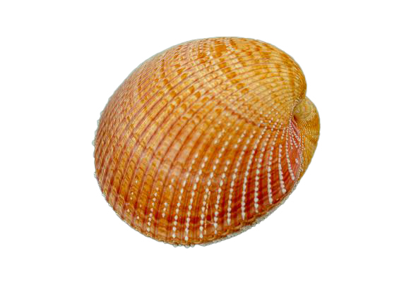 CARDIUM PSEUDOLINA GRANDE ACCOPPIATO 4-5" CM 11-12 