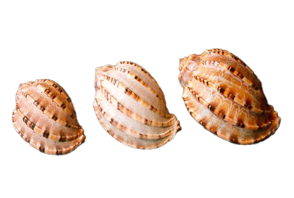 HARPA DAVIDUS FILIPPINA PICCOLA 