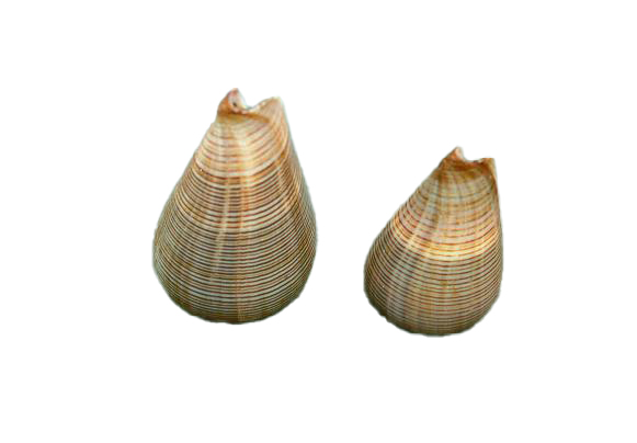CONUS FIGULINUS PICCOLO 3" BELOW 