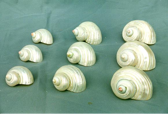 TURBO ARGYROSTOMUS MADREP PIC 2" BELOW DIAM CM 4 