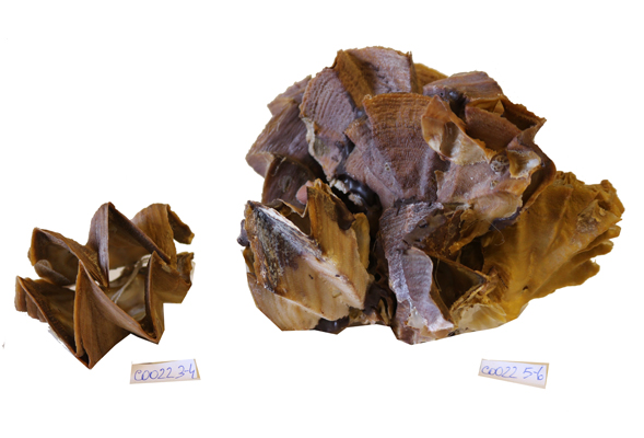 OSTREA CRISTAGALLI 3"-4"  CM 8 