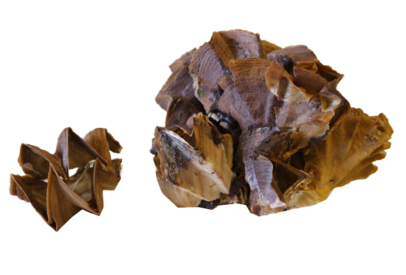 OSTREA CRISTAGALLI 5"-6" 