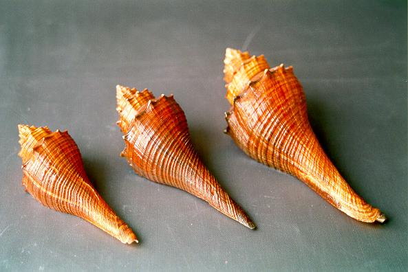 FUSUS MARRONE PICCOLO 2-3" CM 11 