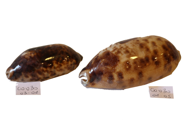 CYPREA TESTUDINARIA 3"-4" CM 8 