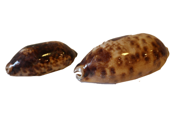 CYPREA TESTUDINARIA 3"-4" CM 8 