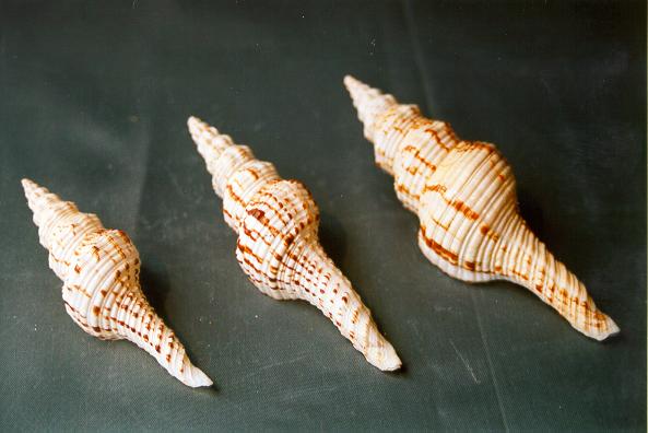 FUSINUS NICOBARICUS INDIA 5"-6" 