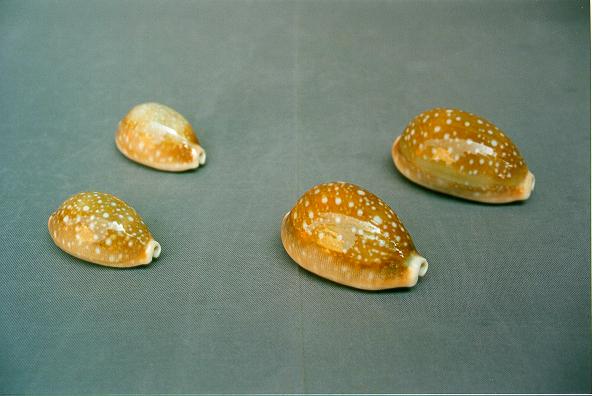 CYPREA VITELLUS GRANDE CM 5 