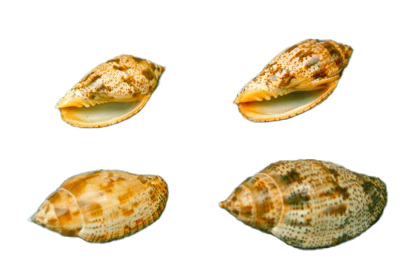VOLUTA LAPPONICA GRANDE CM 9 