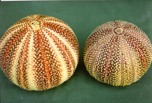 RICCIO MARINO GRANDE 