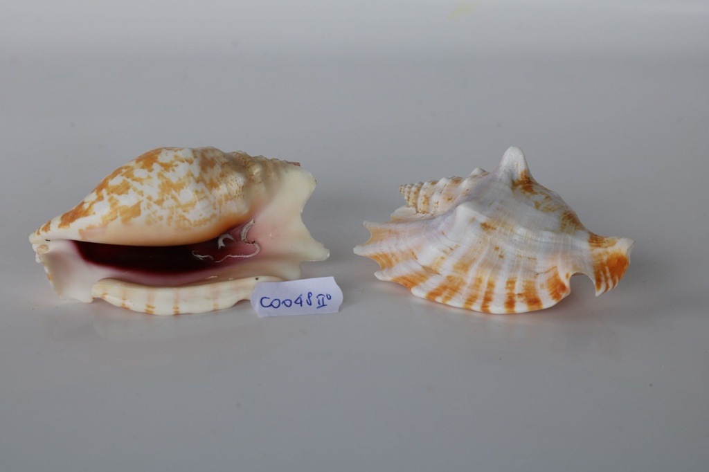 STROMBUS SINUATUS L.12,5cm 2Q 