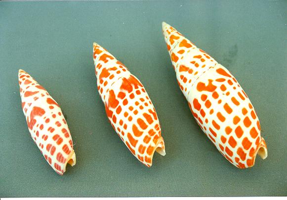 MITRA MITRA GIGANTE 5" UP CM 12 