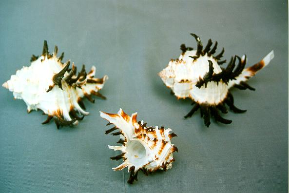 MUREX ENDIVIA LONGISPINUS GRA 3"-4" UP CM 8 