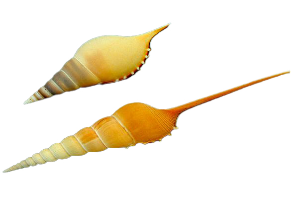 TIBIA MARTINI GRA 