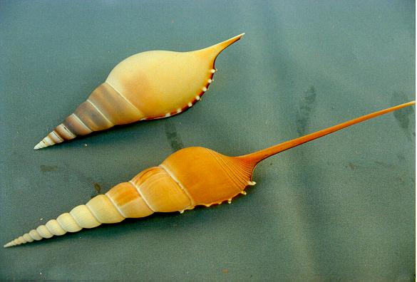 TIBIA MARTINI MEDIA CM 12 