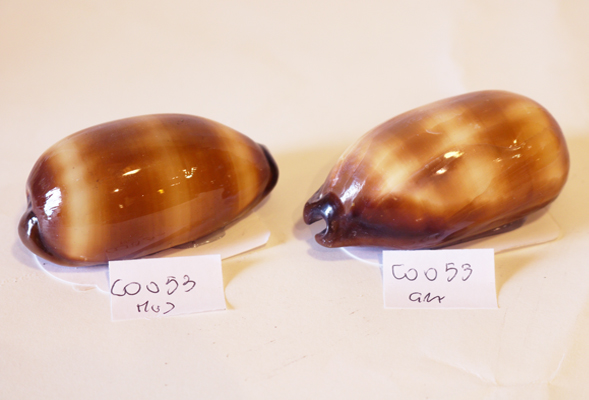 CYPREA TALPA MEDIA CM 6 