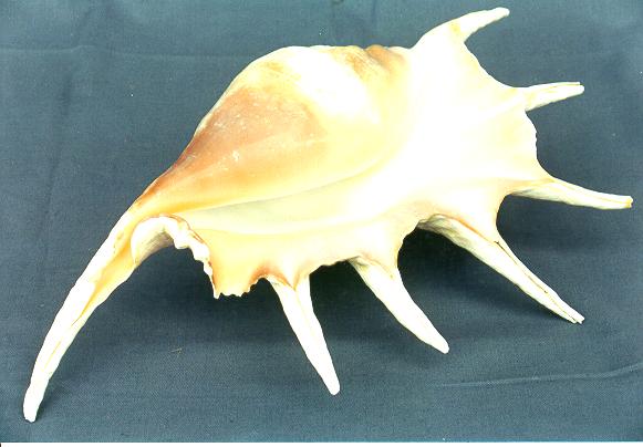 LAMBIS TRUNCATA GRANDE 2A QUALITA' CM 28 