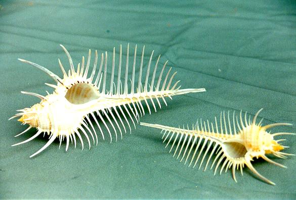 MUREX TRIREMIS GRANDE CM 12*6 