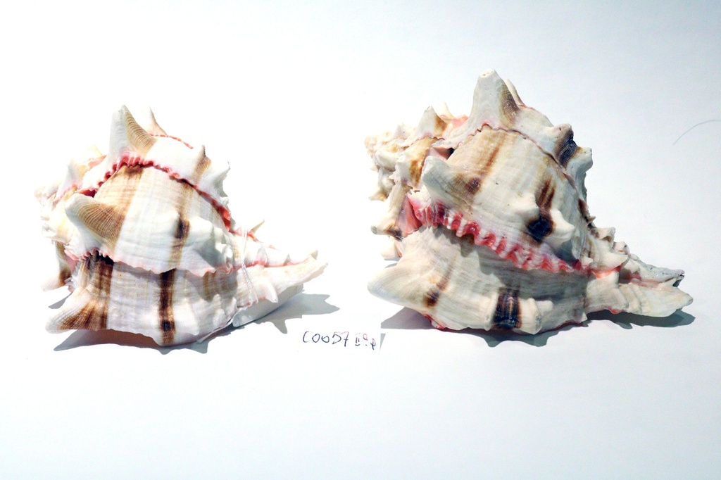 MUREX BRASSICA MEDIA 2Q 