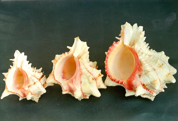 MUREX BRASSICA MINI CM 7-8 