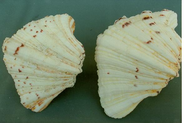 * HYPOPUS SINGOLO LIMATO 5-6" CM.13-15 PARI A Kg.