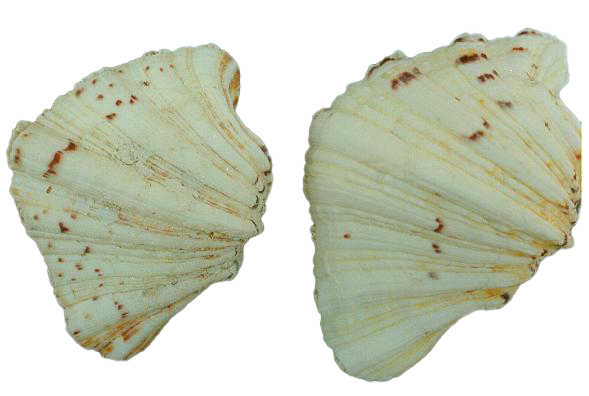 * HYPOPUS ACCOPPIATO PICCOLO CM. 12 