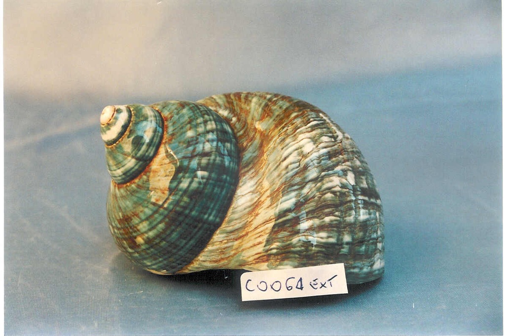 BURGOS VERDE EXTRA CM 12-13 4.5" UP