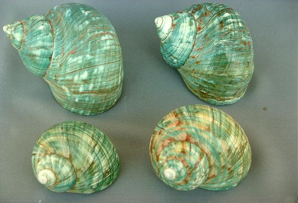 BURGOS VERDE MEDIO CM 7-8 3" UP