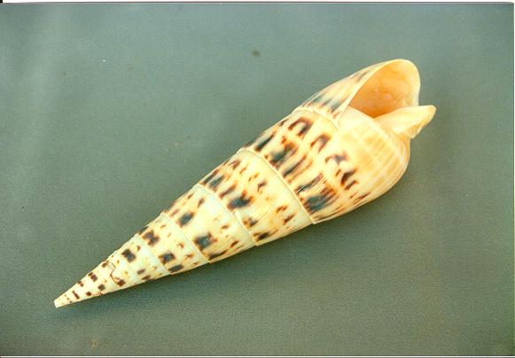 TEREBRA MACULATA EXTRA 7" UP cm. 19 