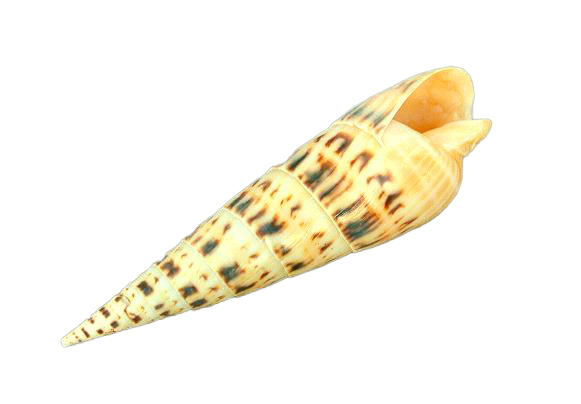 TEREBRA MACULATA PICCOLA 3"-4" CM 8-10 