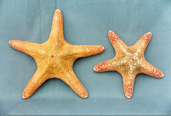 STELLA SPUGNOSA GIGANTE 10" UP DIAM CM 25-30 