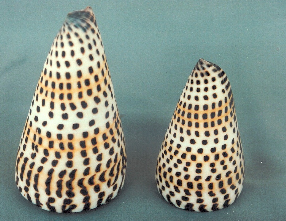 CONUS LITTERATUS GIGANTE 5" UP 