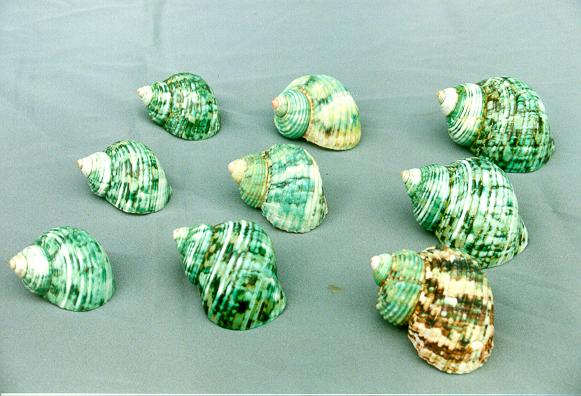 TURBO ARGY. NATURALE MEDIO 2" UP DIAM CM 5.5 