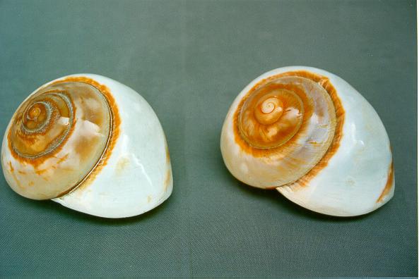 RYSOTTA LAMARKIANA NATURALE DIAM CM 8 