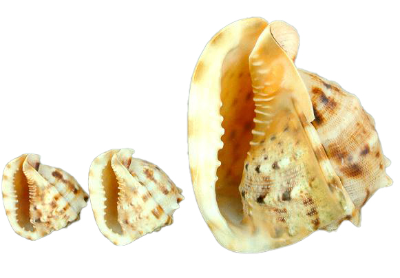 CASSIS CORNUTA 9-10 CM 23-25 